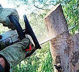 Best Fruit Tree Pruning  in Lonaconing, MD