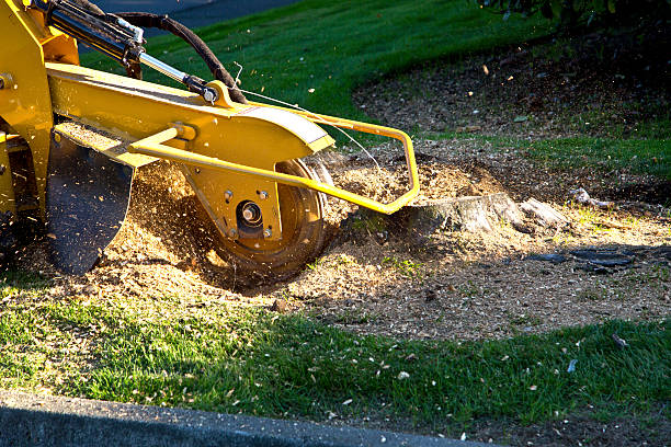 Best Organic Lawn Care Solutions  in Lonaconing, MD