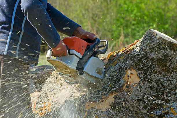 Lawn Pest Prevention in Lonaconing, MD